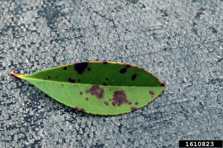 Entomosporium Leaf Spot